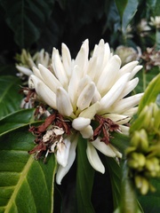 Coffea arabica