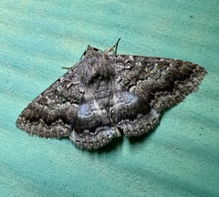 Eudesmeola lawsoni
