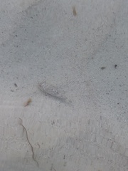 Sphoeroides testudineus