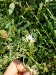 Trifolium alexandrinum