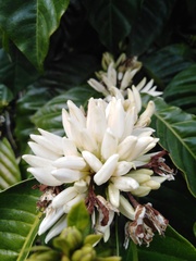Coffea arabica