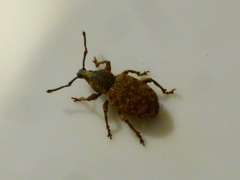 Otiorhynchus singularis