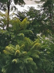 Jacaranda mimosifolia