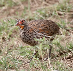 Pternistis rufopictus