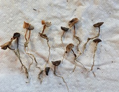 Strobilurus albipilatus