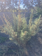 Artemisia californica