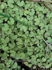 Hydrocotyle moschata
