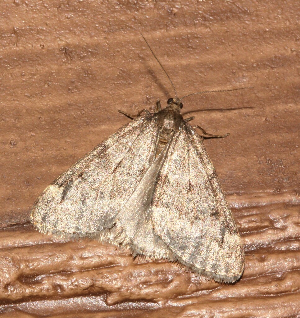 Fall cankerworm moth from mont joli qc canada 1101 rue lussier on
