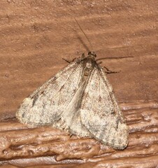 Alsophila pometaria
