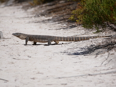 Varanus rosenbergi