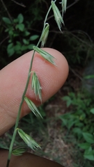 Bouteloua curtipendula