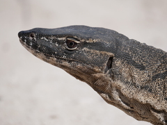 Varanus rosenbergi