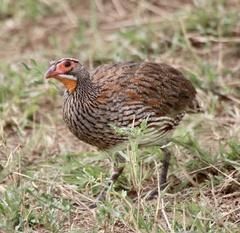 Pternistis rufopictus