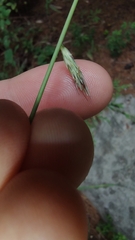 Bouteloua curtipendula