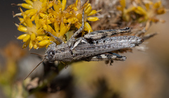 Melanoplus cinereus