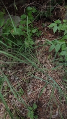 Bouteloua curtipendula