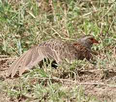 Pternistis rufopictus