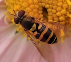 Syrphus rectus