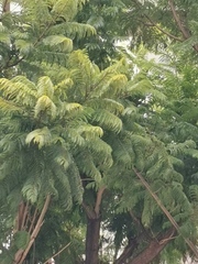Jacaranda mimosifolia