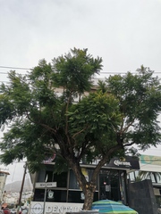 Jacaranda mimosifolia