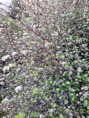 Helichrysum lanceolatum