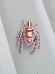 Opisthoncus quadratarius