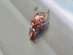 Opisthoncus quadratarius