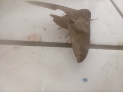 Pachylioides resumens