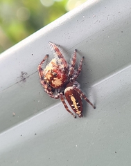 Opisthoncus quadratarius