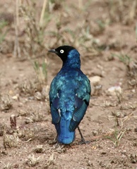 Lamprotornis superbus