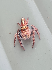 Opisthoncus quadratarius