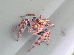 Opisthoncus quadratarius