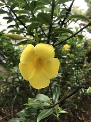 Allamanda schottii