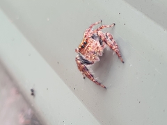 Opisthoncus quadratarius