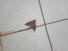 Pachylioides resumens