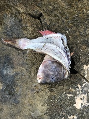 Sparisoma chrysopterum