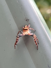 Opisthoncus quadratarius