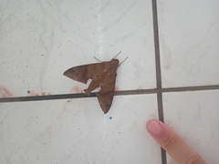 Pachylioides resumens