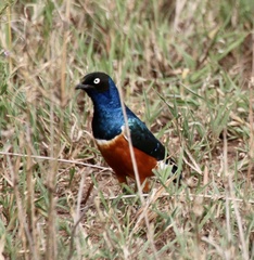 Lamprotornis superbus