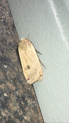 Abagrotis cupida