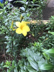 Allamanda schottii