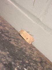 Abagrotis cupida