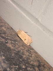 Abagrotis cupida