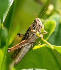 Schistocerca serialis cubense