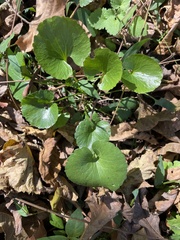 Ranunculus abortivus