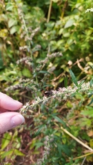 Chrysolina aurichalcea