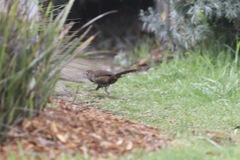 Dasyornis broadbenti