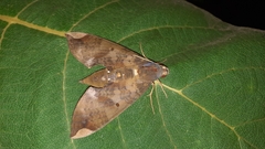 Pachylia ficus