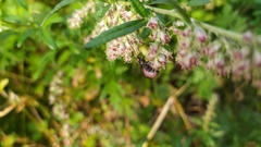Chrysolina aurichalcea