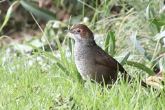 Dasyornis broadbenti